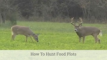 How To Hunt Food Plots