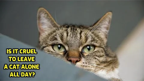 Should I Feel Bad For Leaving My Cat Alone?