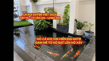 TẬP 15 - CÁ KOI XUYÊN VIỆT 2023 - HỒ CÁ KOI HIỆN ĐẠI 10K - ĐAM MÊ TỪ HỒ BẠT LÊN HỒ XÂY - LONG AN