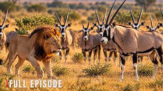 Kalahari Gemsbok | Why Predators Think Twice | Wildlife Documentary