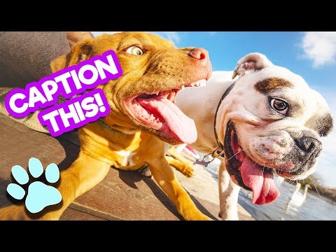 caption-this!-|-funny-pet-memes-compilation-|-#thatpetlife