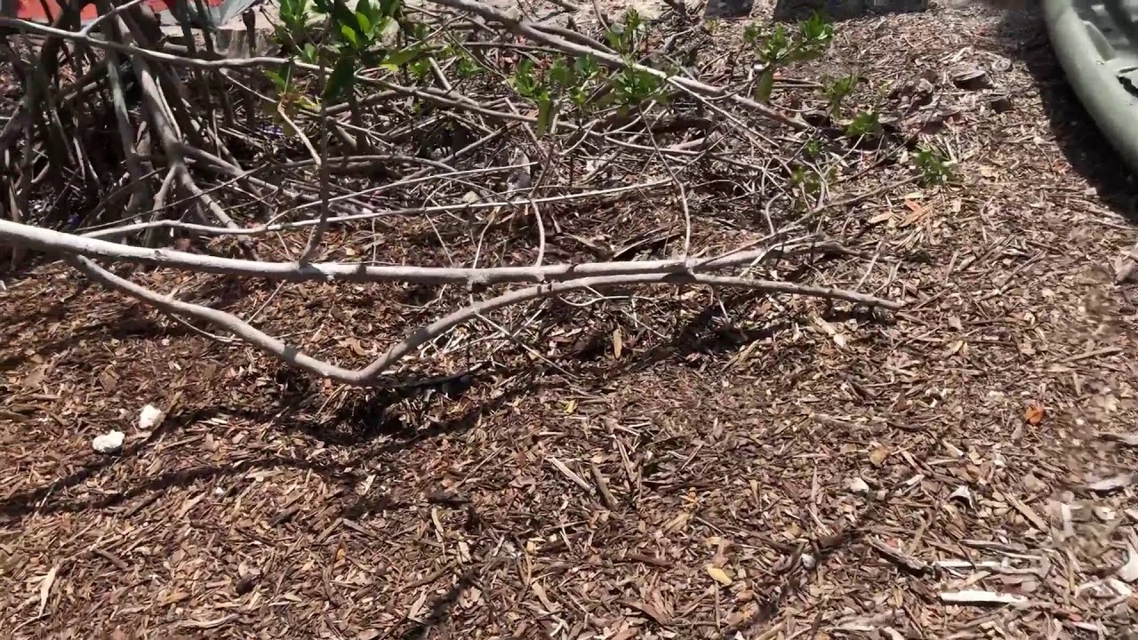 CAMPING IN KEY WEST AND HUNTING IGUANA'S - YouTube