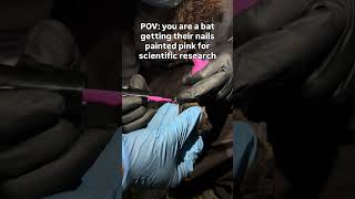 #bats #bat #nail #nails #research #science #fieldwork #batresearch #researchtechnique #paintednails