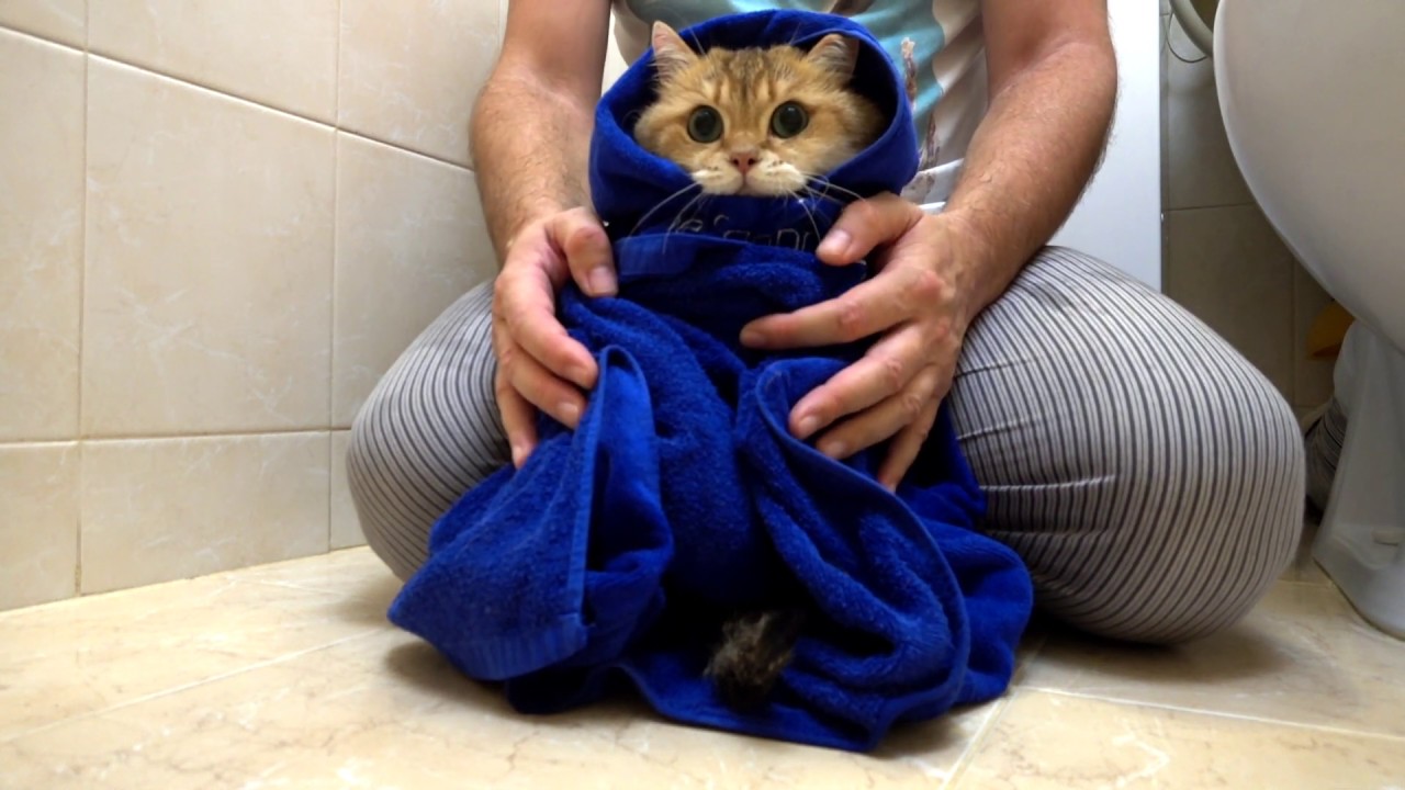 funny cats sleeping in weird positions compilation 2014 funnyplox Why don't you take a bath?