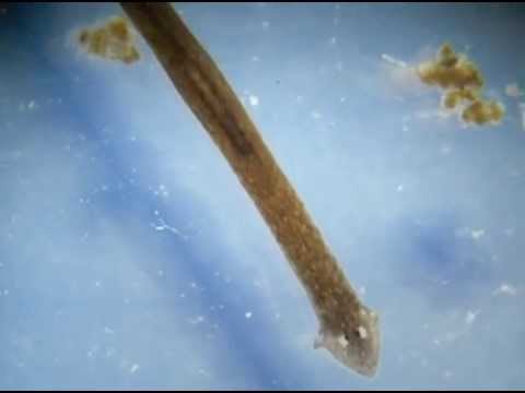 planaria phylum platyhelminthes