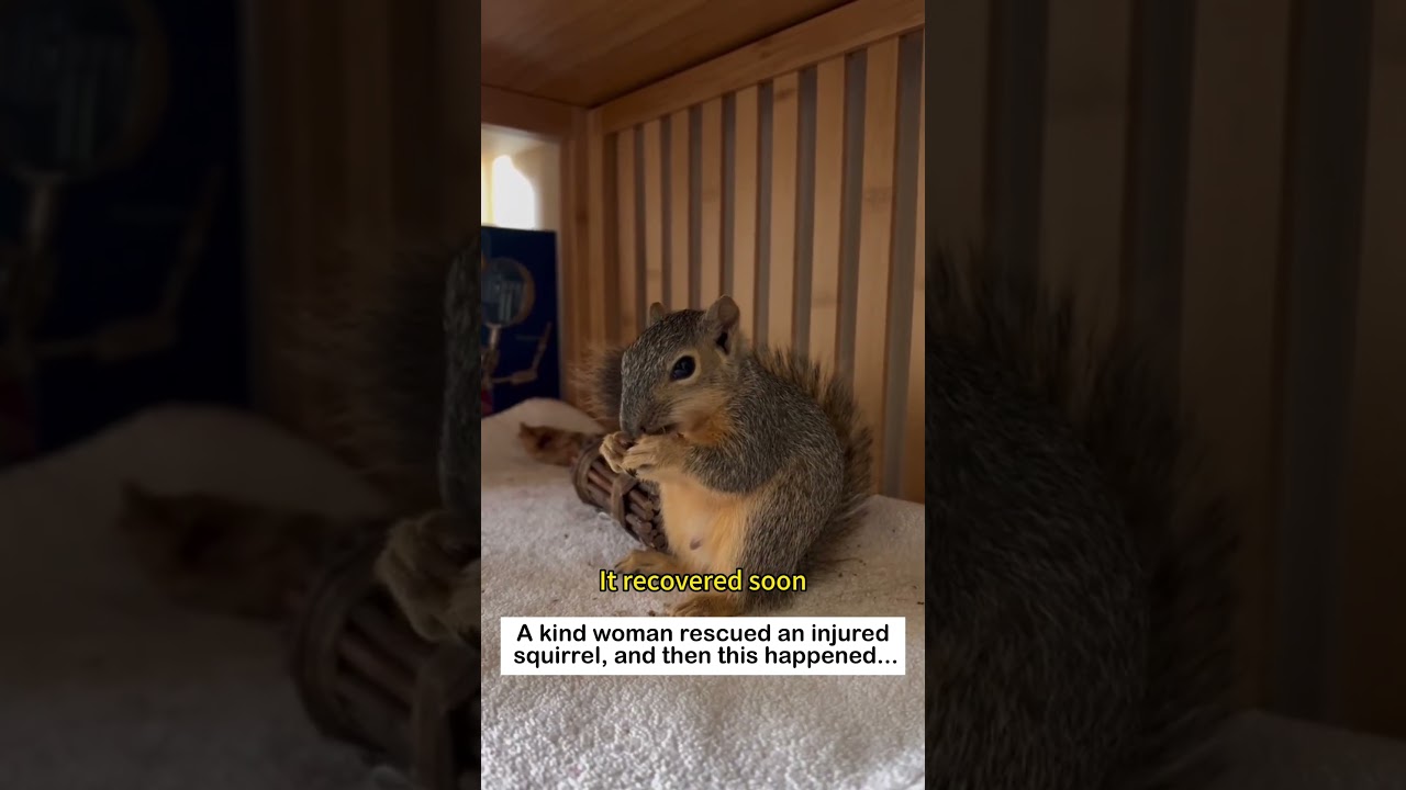 Exchanging love #wildliferescue #lovestory #animals #rescue #cute#squirrel #love #wildlife