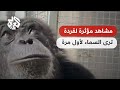 مشاهد مؤثرة لردة فعل شمبانزي ترى السماء لأول مرة في حياتها بعد أن حبست طيلة 28 عاما 