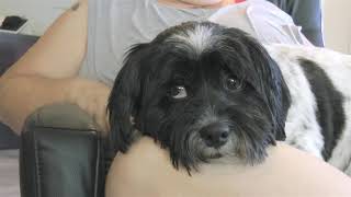 Sammy: 7 year old, male , Shih Tzu mix by TheWeeRescue 287 views 2 years ago 2 minutes, 49 seconds