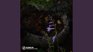 Bleeding Love (Acoustic) - Veronica Bravo, lost., Pop Mage