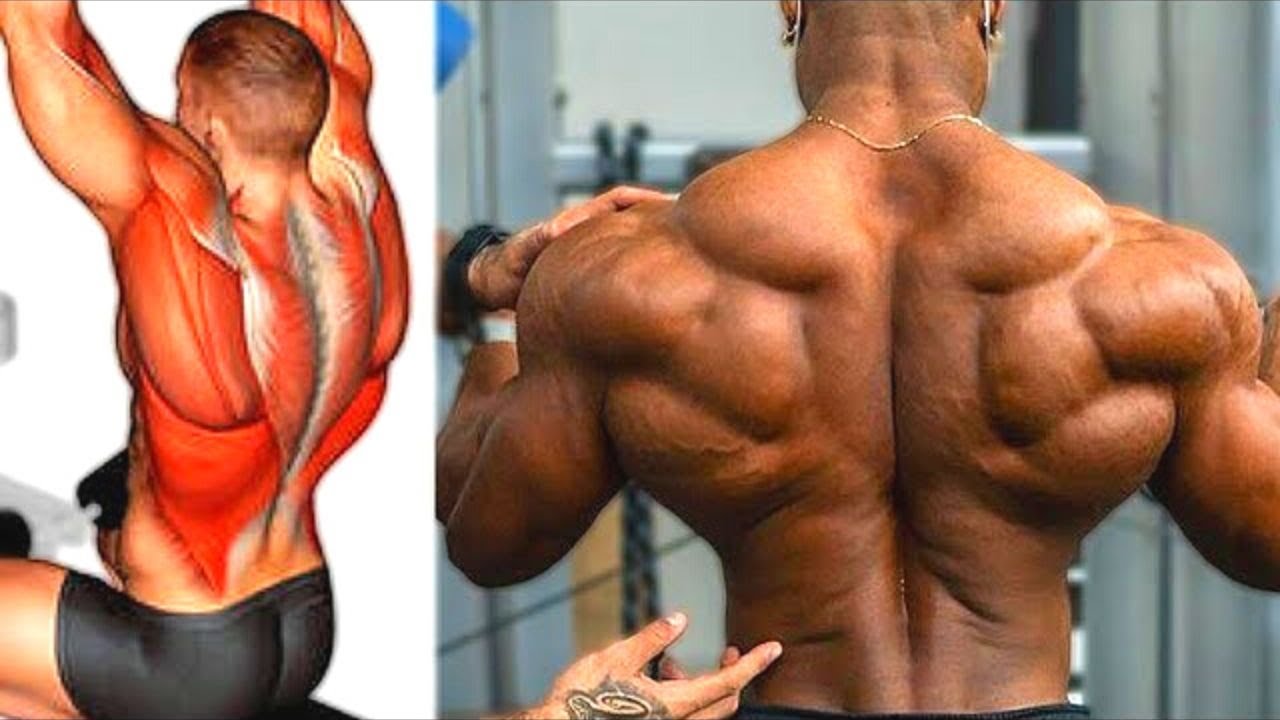 Back Workout at Gym to Build Thick and Wider Lats Exercise YouTube