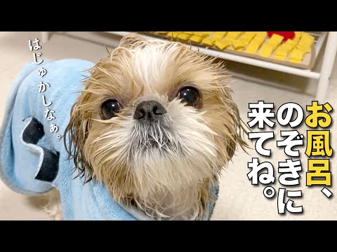 【シーズー】まるちゃんのお風呂、のぞきに来てね！www【243】