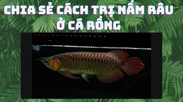 CHIA SẺ CÁCH TRỊ NẤM RÂU Ở CÁ RỒNG