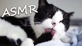 Cat Grooming ASMR in 4K #1