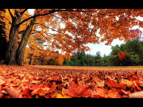 タイムマシーンにのって PUNPEE