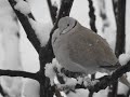 Les oiseaux et la neige au coeur de Malras