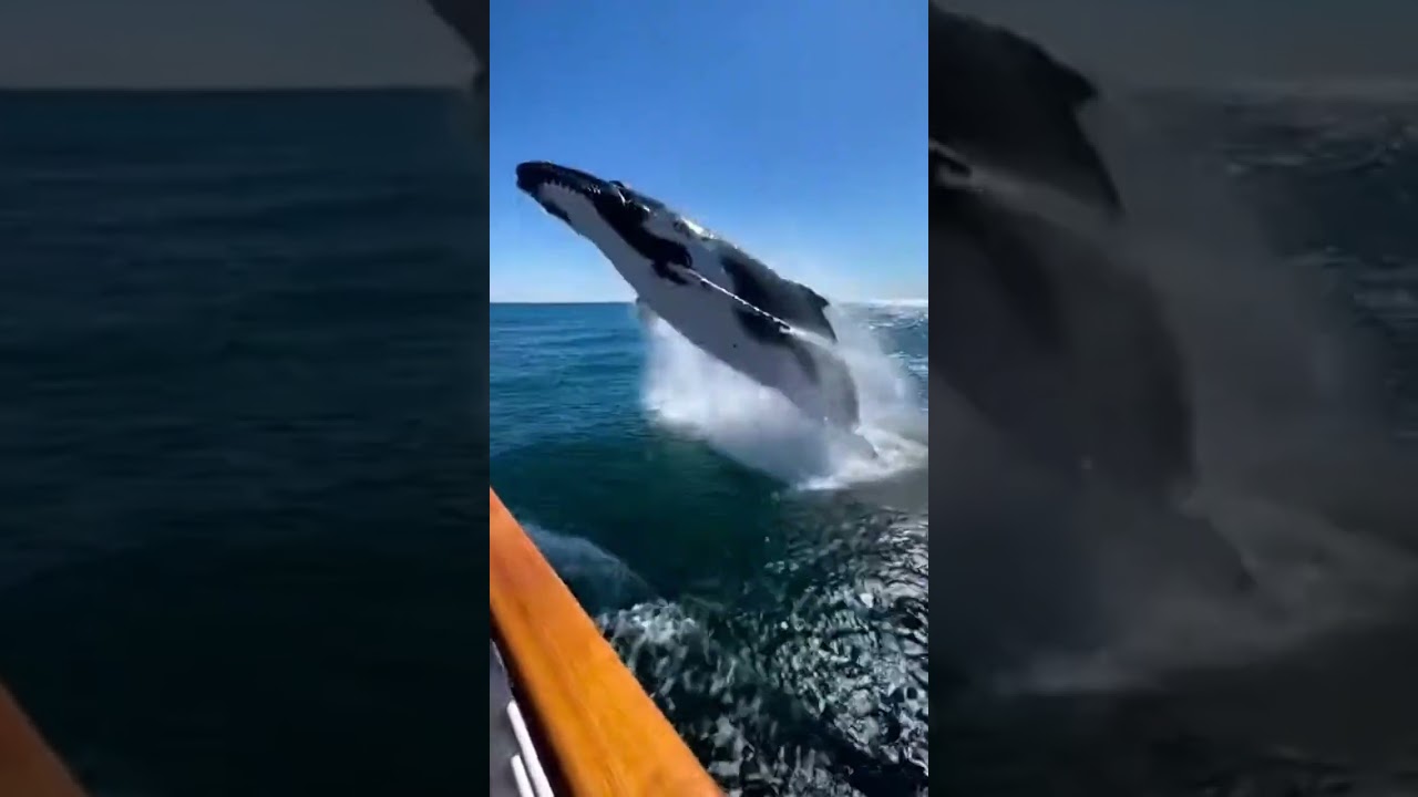 Прямо перед нами выпрыгнул кит… Все закричали.