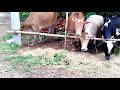 Eid Cows for Eidul Adha 2019