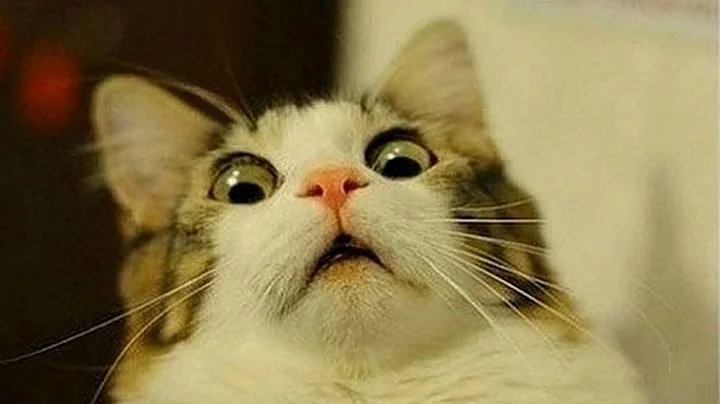 Video 3377611: pets hilarious funny, funny cat reaction, cute pets