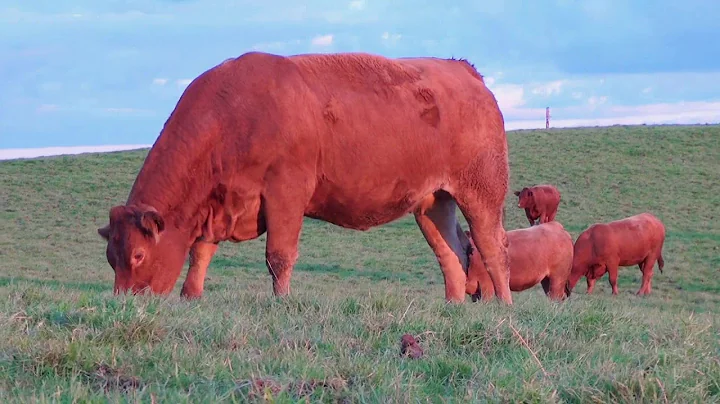 Eugene McHugh's In-calf heifer Sale Oct 9th 2017