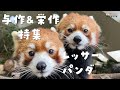 【レッサーパンダ】与作＆栄作 特集 / Red Pandas - Yosaku & Eisaku Special