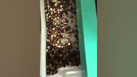 macadamia nuts color  sorting