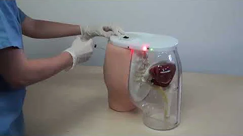 Buttocks Dorsogluteal Intramuscular Injection Simulator