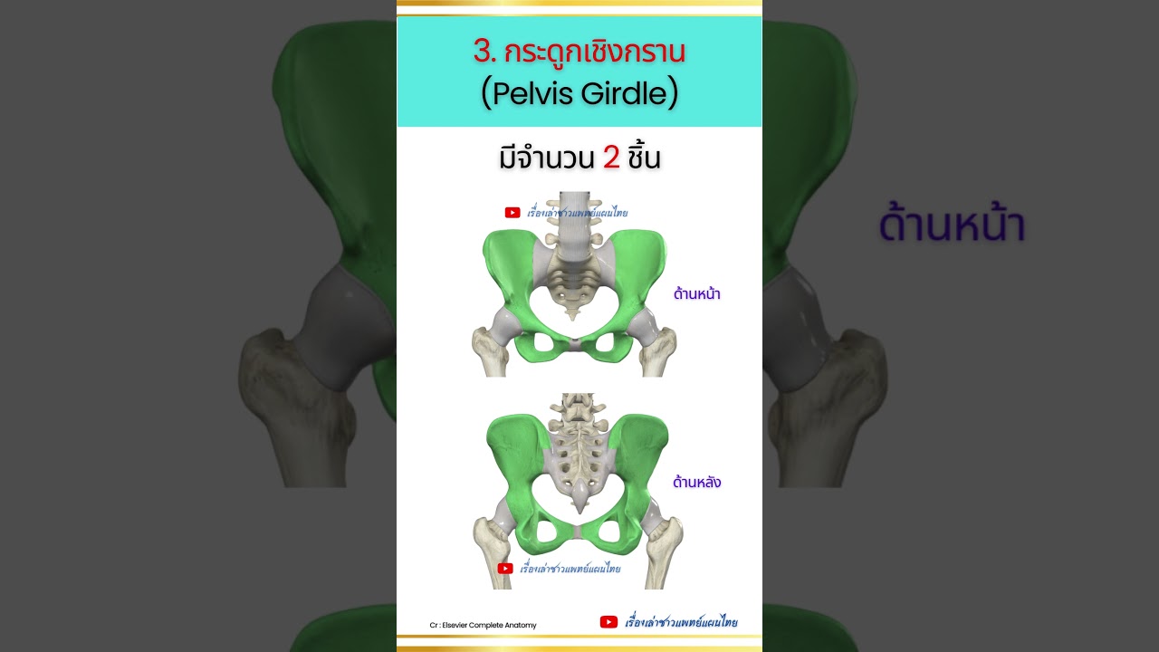 กระดูกที่ประกอบเป็นแขนและขา (Appendicular Skeleton) EP 2 #appendicularskeleton #anatomy #กายวิภาค