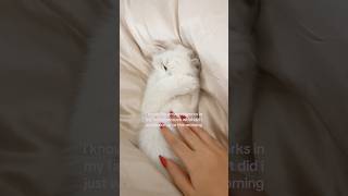 The Cutest Cat Youve Ever Seen