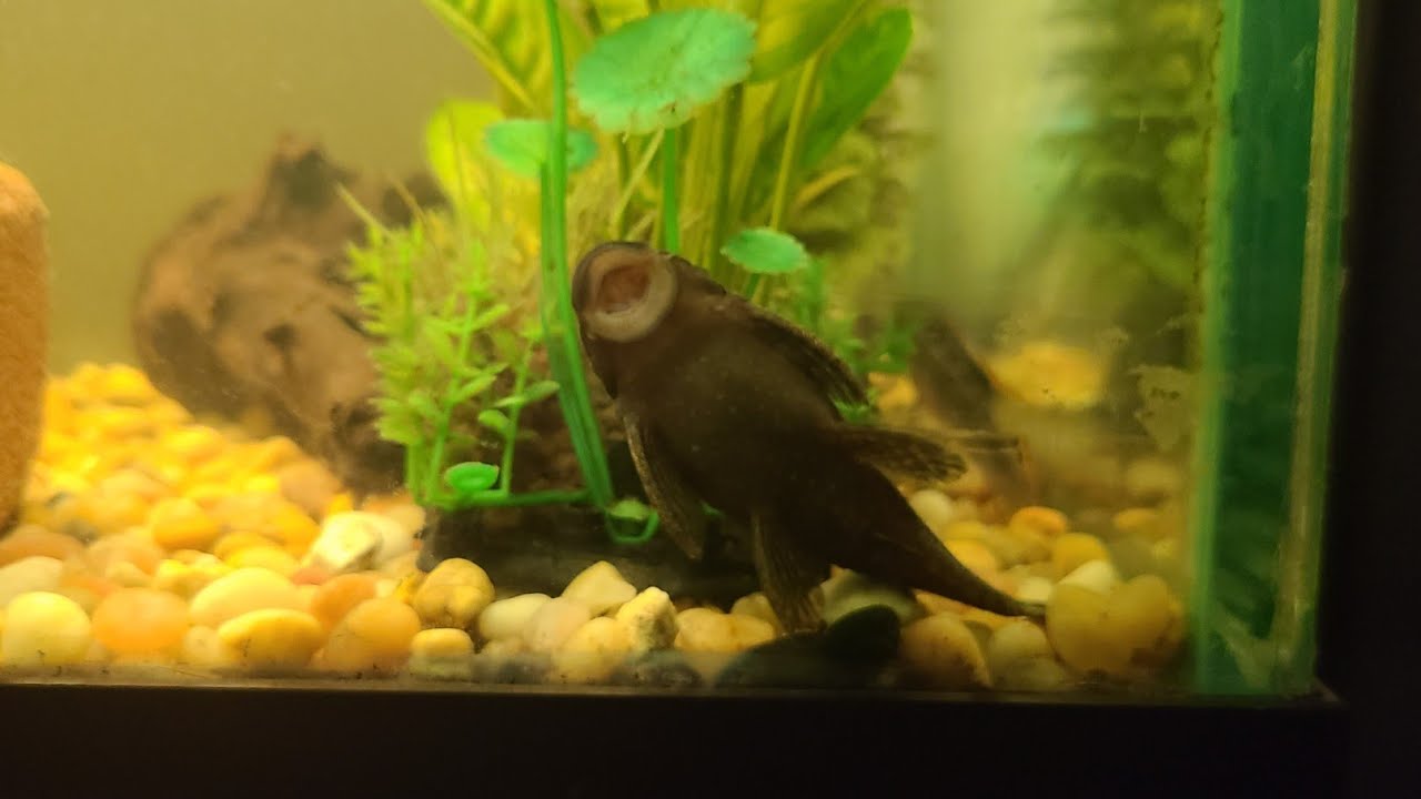 How To Care For Bristlenose Plecos!