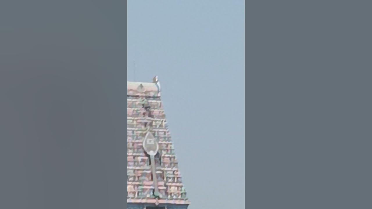 thiruthanii #flute #instrumental #music #song #youtubeshorts #love