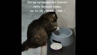 Когда даже кошка соблюдает водный режим, а ты?)