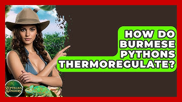 How Do Burmese Pythons Thermoregulate? - Reptilian Wonders