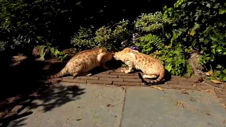 Video 11698161: bengal cat hunting, bengal cat mom