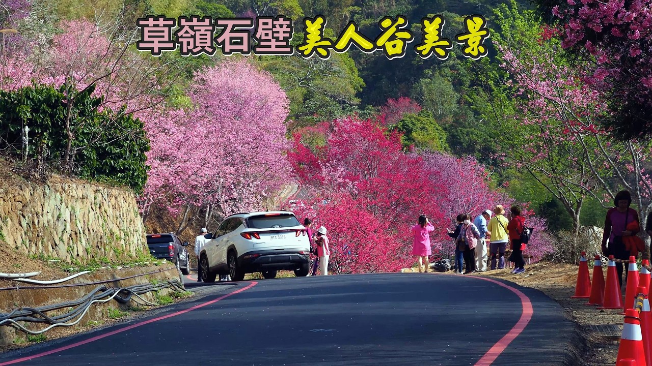 2026美人谷美景 超過萬株櫻花滿開