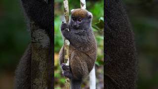 beautiful wild animal #beautiful #animals #wildanimals #funny #unique #giant #fyp #viral