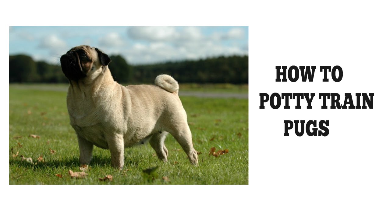 How To Potty Train Pugs - YouTube