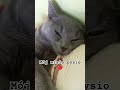#dc #shorts #cat #love
