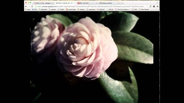 Creating a Shared Album Google Photos