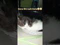cat Sleeping 🤫🤫🤫#viral #viralvideo #cat #india #vitalshorts