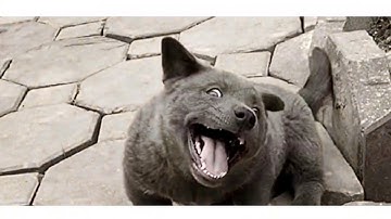 Kỳ lạ Idol Nguyễn Văn Dúi chú chó màu nâu đất 