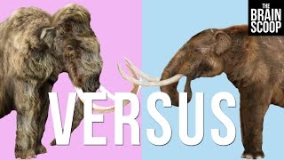 Mammoths vs. Mastodons: Can we 'de-extinct' them both