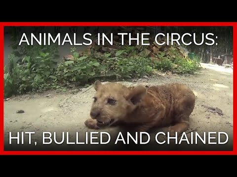 Animals in the Circus Hit, Bullied, Chained, and Deprived 