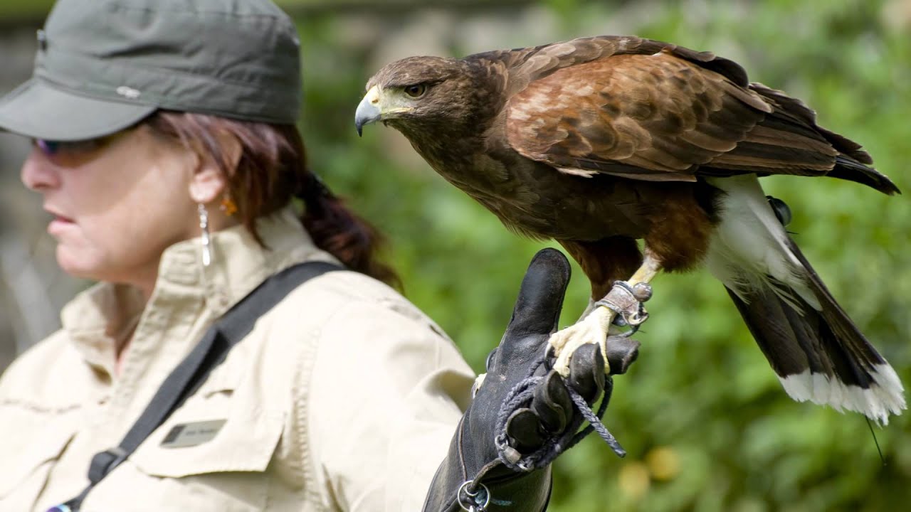 West Coast Falconry Center