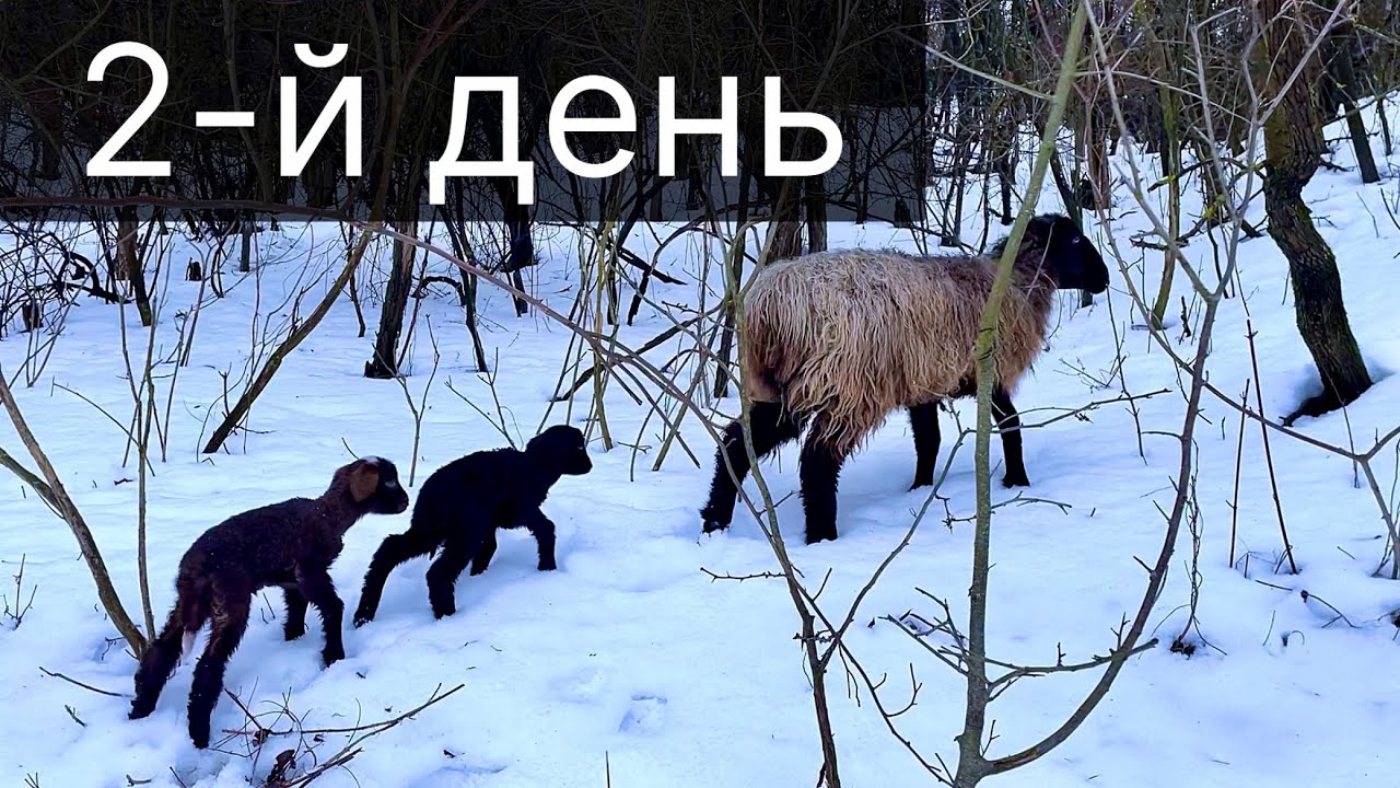 Дводенні ягнята пасуться в лісі