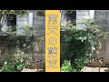(今からでも出来る!?)南天の間引き剪定と丈詰め剪定(字幕対応)