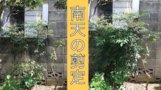 今からでも出来る 南天の間引き剪定と丈詰め剪定