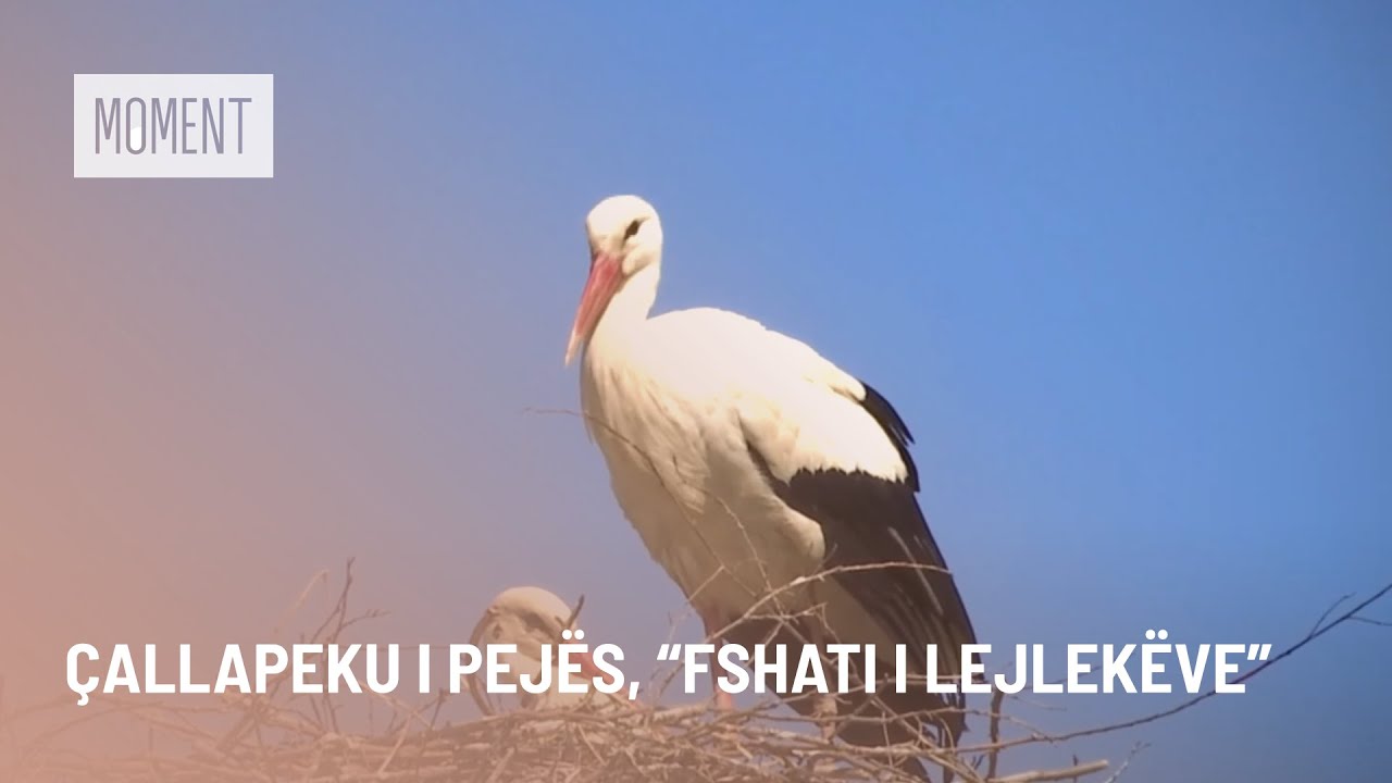 Çallapeku i Pejës, “fshati i lejlekëve”