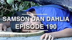Samson dan Dahlia - Episode 190  - Durasi: 21:18. 