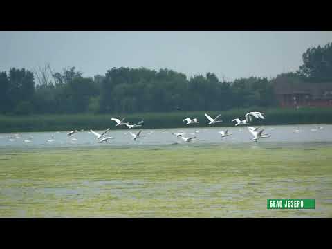 Video: Jezero Beloe u Baškiriji: porijeklo, opis, zanimljive činjenice