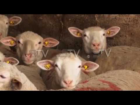Video: Kada se šišaju ovce u Škotskoj?